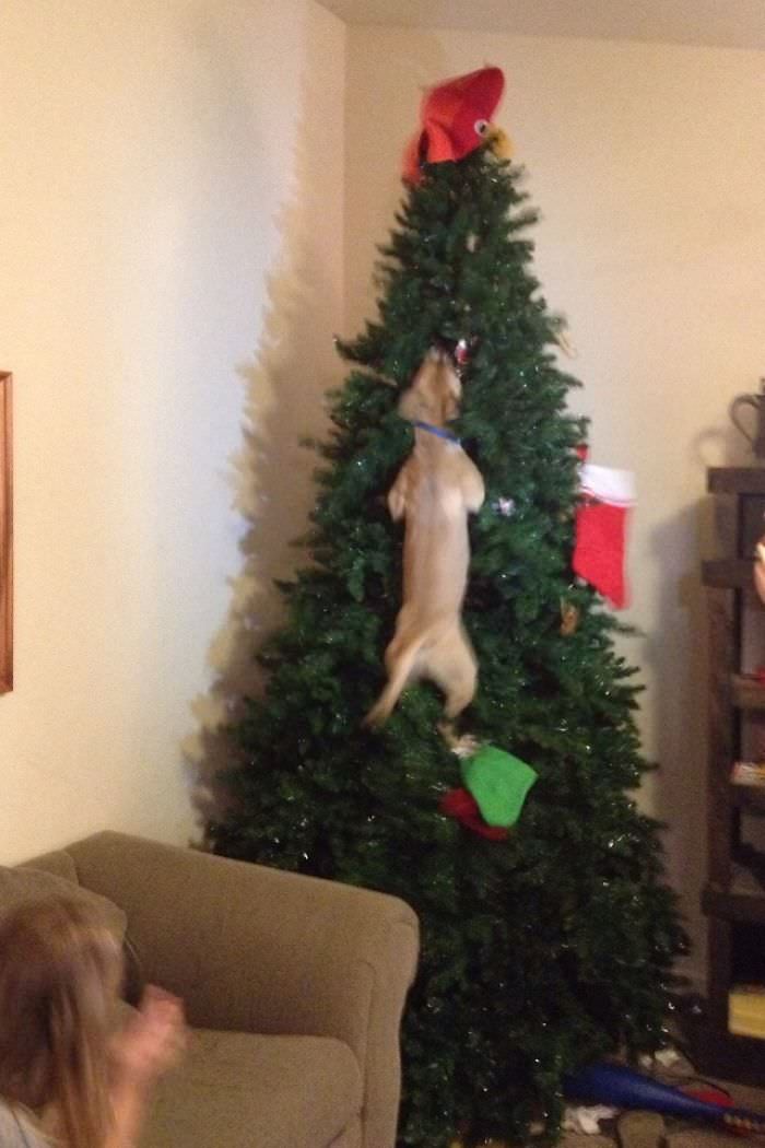 Dog jumped in Christmas tree after cat.