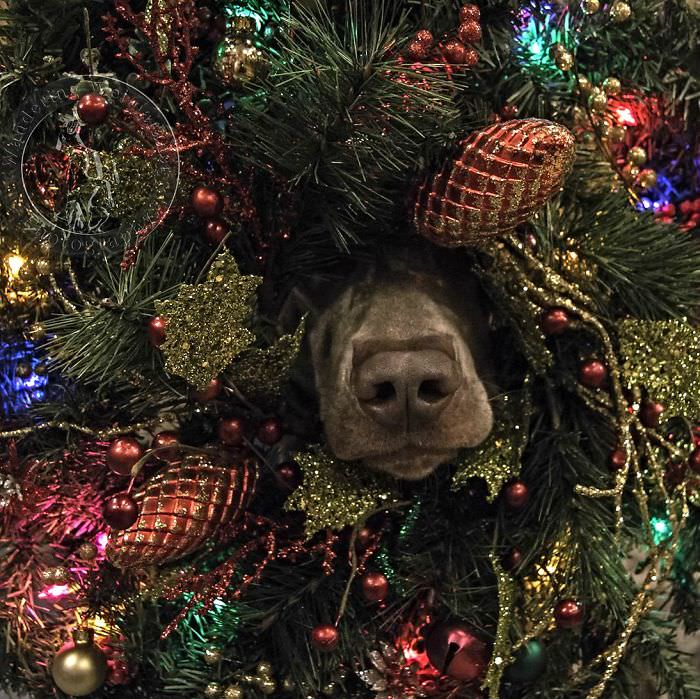 On the first day of Christmas, my true love said to me, "The dog is inside our tree."