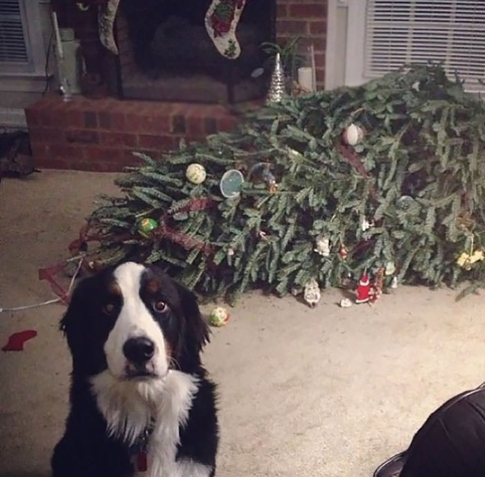 Dogs aren't exactly the best with Christmas trees either.