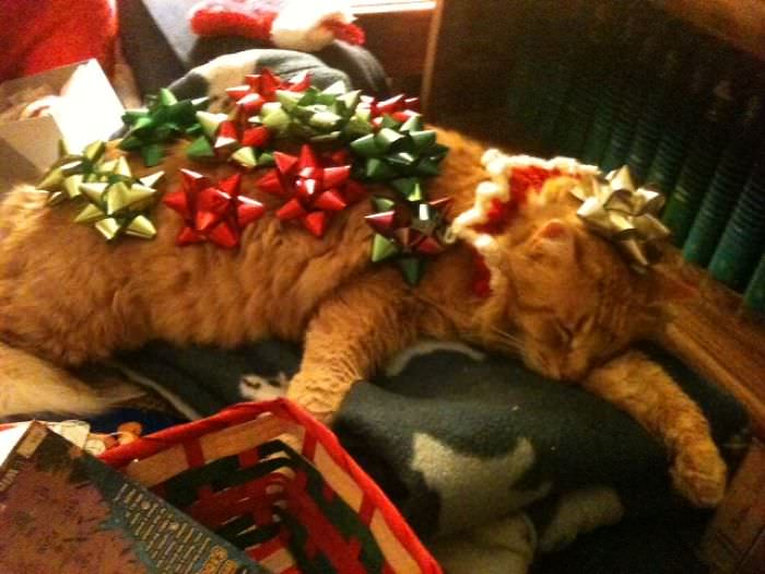Christmas cat.