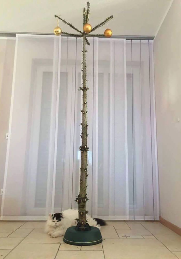 Christmas tree for cat owners.
