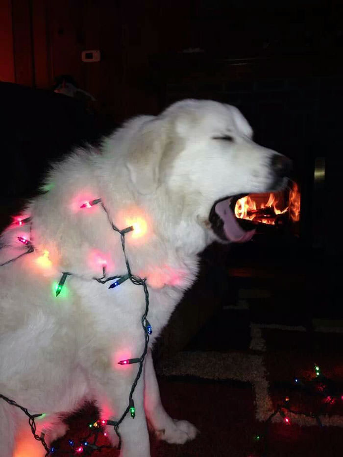 My dog tangled in Christmas lights, and breathing fire.