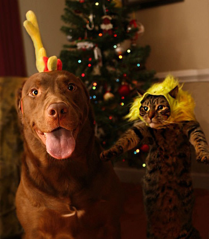 My dog and cat wish you all a Merry Christmas!