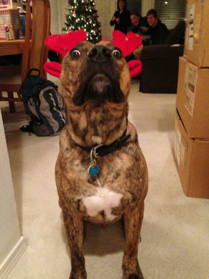 We put reindeer antlers on my dog. This was his reaction.