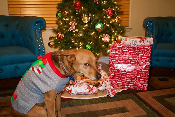 My friend's dog's reaction after finding out that his Christmas gift was a sweater.