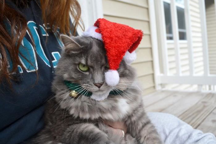 He may not have his own movie, but my grumpy cat hates Christmas, too.