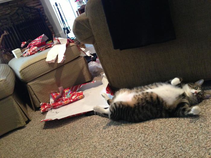 My cat ripped open all the presents Christmas morning.