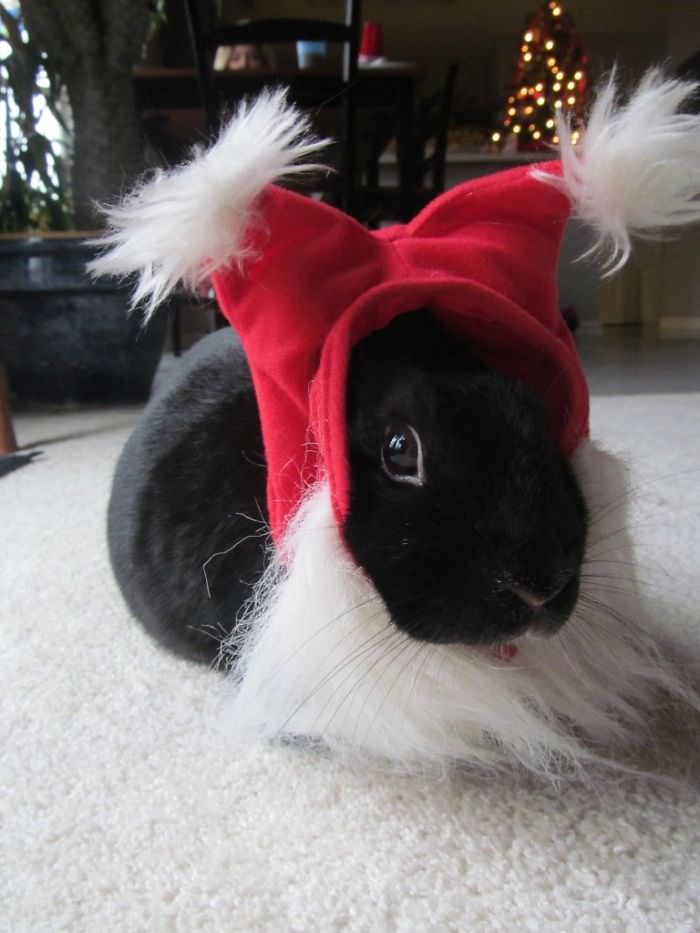 Bunny can pretend she’s a Lionhead with this Santa hat.
