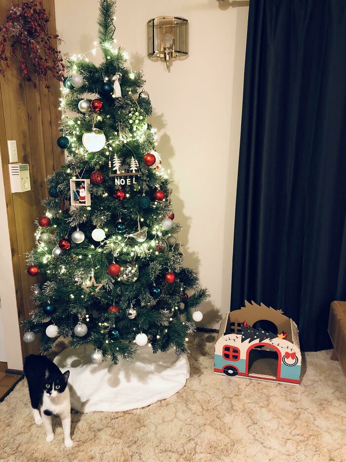 My husband hated Christmas, but he left me this year. Now, I've got my first proper Christmas tree in 18 years and a new rescue kitty, so I'm doing alright.