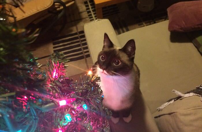 Every year my cat forgets what a Christmas tree is and re-discovers the wonder.