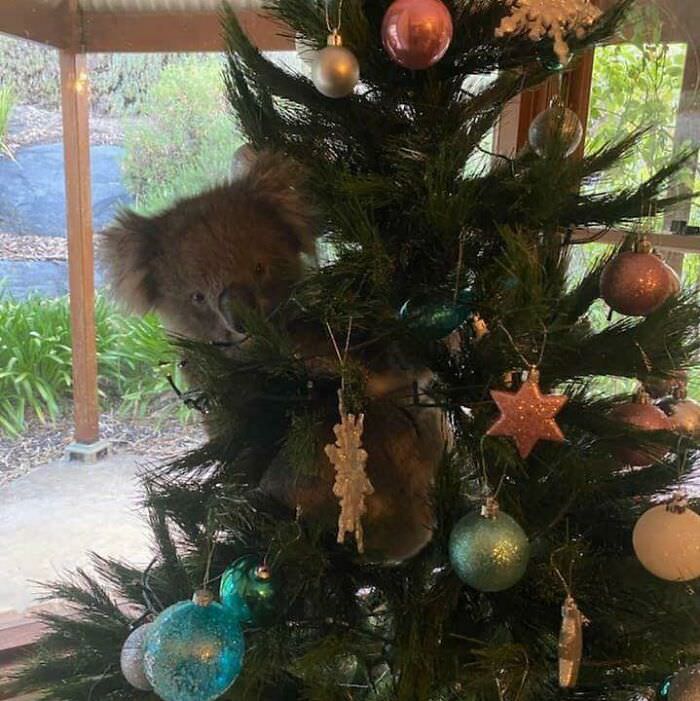 A woman in Adelaide, Australia, came home to find a koala in her Christmas tree.