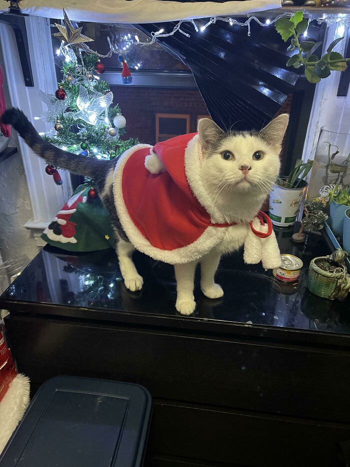 After wanting a cat my whole life, I took in this little guy, and I present you Oreo’s first Christmas.