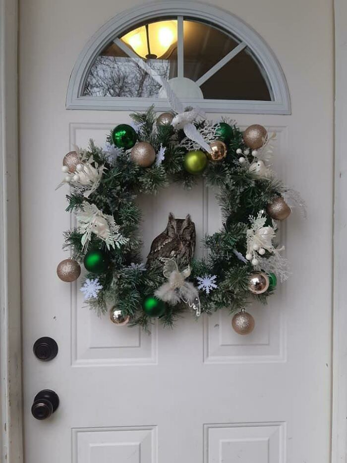 May I present a small owl sleeping in a Christmas wreath.